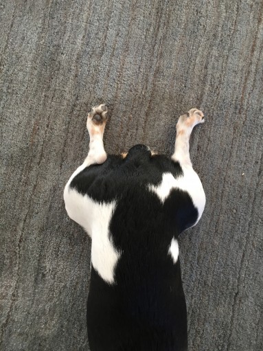 Zippy the office dog